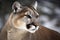 Portrait of a cougar, mountain lion, puma, Winter mountains