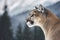 Portrait of a cougar, mountain lion, puma, Winter mountains