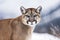 Portrait of a cougar, mountain lion, puma, Winter mountains