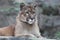 Portrait cougar puma striking a pose wildlife