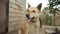 Portrait of country golden dog on a chain close-up outdoors