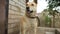 portrait of country golden dog on a chain close-up outdoors, cur