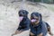 Portrait of a couple of adult rottweilers lying on the sand while walking