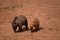 Portrait Of A Couple Of Bears Walking The Natural Park Of Cabarceno Old Mine For Iron Extraction. August 25, 2013. Cabarceno,