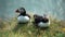 Portrait of a couple of charming puffins sitting on the grass and looking around. Amazing Icelandic birds meet a puffin