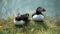 Portrait of a couple of charming puffins sitting on the grass and looking around. Amazing Icelandic birds meet a puffin