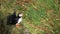 Portrait of a couple of charming puffins sitting on the grass and looking around. Amazing Icelandic birds together in