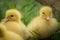 Portrait of couple of cute little yellow baby fluffy muscovy ducklings