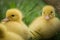 Portrait of couple of cute little yellow baby fluffy muscovy ducklings