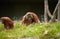 Portrait of couple of funny and boring Asian orangutans, adults, female and male, sitting outdoors.