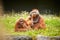 Portrait of couple of funny and boring Asian orangutans, adults, female and male, sitting outdoors.