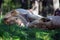 Portrait of Couple of Katanga Lions Resting on Grass