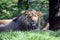 Portrait of Couple of Katanga Lions Resting on Grass