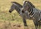 Portrait of a couple of zebras in the grassland