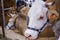 Portrait of cow at agricultural animal exhibition