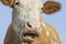 Portrait of cow. Funny face of cow`s nose and mouth. Insects cling to the nostrils of cattle