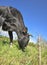 The portrait of cow on grazing on a field. Young black calf or cow eating grass. Curious amusing cow with funny big snout and