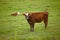 Portrait of a cow on a green field on a cattle farm. Brown bull standing in the pasture. Full length of a hereford cow