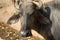 Portrait of a cow from a group of zebu