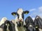 Portrait of a cow in the middle of other cows, look above it, looking shyly at the camera, and a blue sky