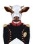 Portrait of Cow in military uniform.