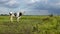 Portrait of a cow, mooing black and white, lonely in a field