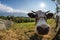 Portrait of cow in pasture near the town in Romanian Banat