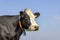 Portrait cow profil, head of a mighty mature milker, black and white and a blue sky background