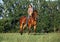 Portrait cowgirl with bay saddle horse