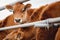 Portrait cows red jersey stand in stall eating hay. Dairy farm livestock industry