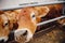 Portrait cows red jersey stand in stall eating hay. Dairy farm livestock industry