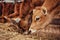 Portrait cows red jersey stand in stall eating hay. Dairy farm livestock industry