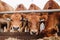 Portrait cows red jersey stand in stall eating hay. Dairy farm livestock industry