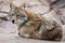 Portrait of Coyote in the meadow