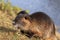 Portrait of coypu, Myocastor coypus, sitting and graying in grass near a river. Rodent also known as nutria, swamp beaver