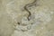 Portrait of a Crab Eater Snake