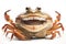 portrait of crab smiling with all his teethon a white background