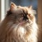 Portrait of a cream Himalayan cat sitting in a light a room beside a window. Closeup face of a beautiful Himalayan cat at home.