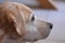 Portrait of the cream labrador retriever dog