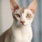 Portrait of a cream Oriental Shorthair cat sitting in light room beside window. Closeup face of a beautiful Oriental Shorthair cat