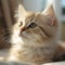 Portrait of a cream Siberian Cat kitten looking forward. Closeup face of a cute Siberian Cat kitty at home. Portrait of a little