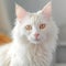 Portrait of a cream Turkish Angora cat sitting in a light room beside a window. Closeup face of a beautiful Turkish Angora cat at