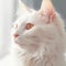 Portrait of a cream Turkish Angora cat sitting in a light room beside a window. Closeup face of a beautiful Turkish Angora cat at