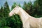 Portrait of creamello purebred akhalteke stallion