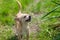 Portrait of creamy curious Chihuahua looking up in spring grass