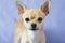 Portrait of creamy curious Chihuahua puppy against blue background