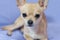 Portrait of creamy curious Chihuahua puppy against blue background