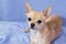 Portrait of creamy curious Chihuahua puppy lying on blue background