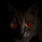 Portrait of creepy red-eyed cat in darkness