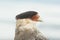 Portrait Crested Caracara